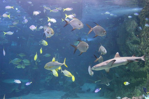 SEA LIFE Sydney Aquarium Entrance Ticket - Hotel Gold Coast 9