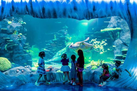 SEA LIFE Sydney Aquarium Entrance Ticket - Hotel Gold Coast 0
