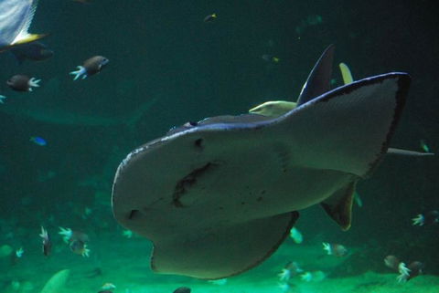 SEA LIFE Sydney Aquarium Entrance Ticket - Hotel Gold Coast 20