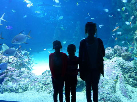 SEA LIFE Sydney Aquarium Entrance Ticket - Hotel Gold Coast 10