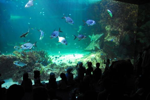 SEA LIFE Sydney Aquarium Entrance Ticket - Hotel Gold Coast 21