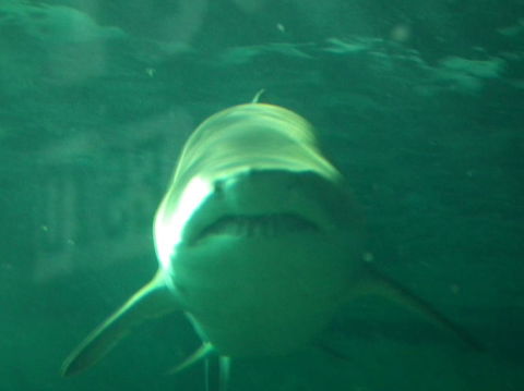 SEA LIFE Sydney Aquarium Entrance Ticket - Hotel Gold Coast 13
