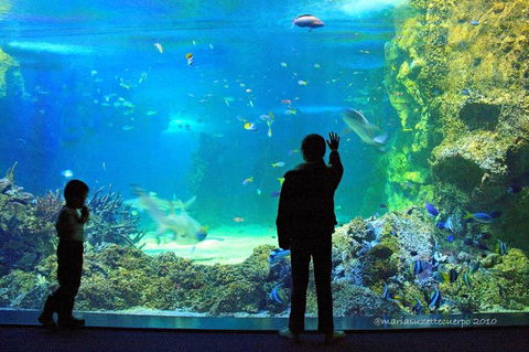 SEA LIFE Sydney Aquarium Entrance Ticket - Hotel Gold Coast 15