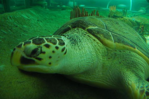 SEA LIFE Sydney Aquarium Entrance Ticket - Hotel Gold Coast 25