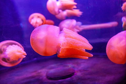 SEA LIFE Sydney Aquarium Entrance Ticket - Hotel Gold Coast 31