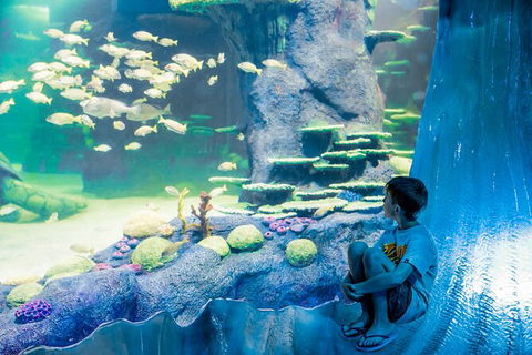 SEA LIFE Sydney Aquarium Entrance Ticket - Hotel Gold Coast 28
