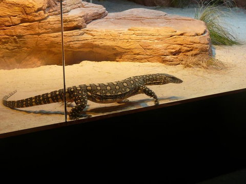 WILD LIFE Sydney Entrance Ticket - Hotel Gold Coast 17