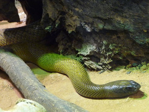 WILD LIFE Sydney Entrance Ticket - Hotel Gold Coast 8