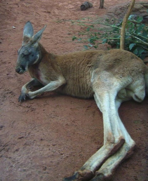 WILD LIFE Sydney Entrance Ticket - Hotel Gold Coast 13