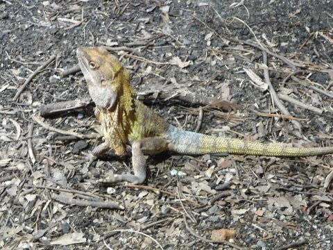 WILD LIFE Sydney Entrance Ticket - Hotel Gold Coast 9