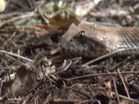 WILD LIFE Sydney Entrance Ticket - Hotel Gold Coast 12