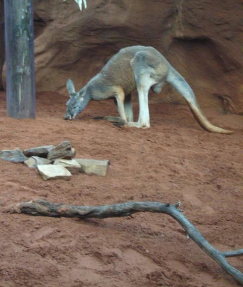 WILD LIFE Sydney Entrance Ticket - Hotel Gold Coast 14