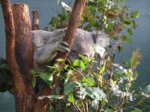 WILD LIFE Sydney Entrance Ticket - Hotel Gold Coast 16