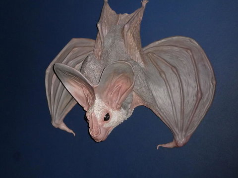 WILD LIFE Sydney Entrance Ticket - Hotel Gold Coast 6