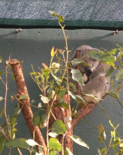 WILD LIFE Sydney Entrance Ticket - Hotel Gold Coast 15