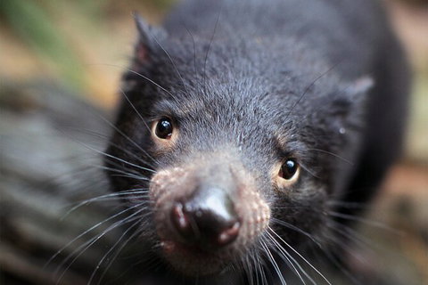 WILD LIFE Sydney Entrance Ticket - Hotel Gold Coast 19