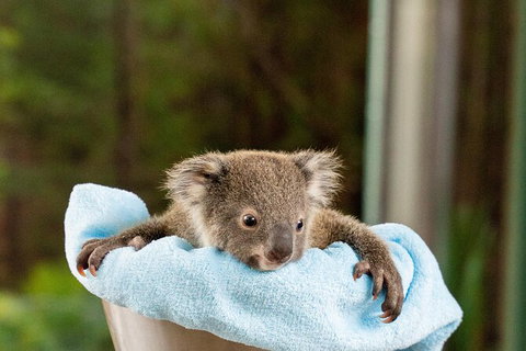 WILD LIFE Sydney Entrance Ticket - Hotel Gold Coast 25