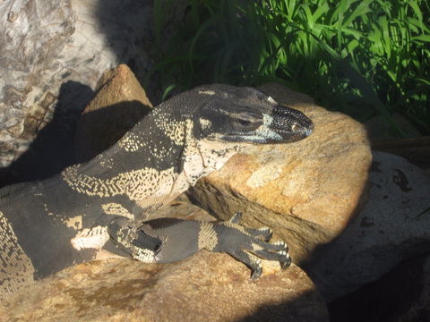 Armadale Reptile Centre - Hotel Gold Coast 0