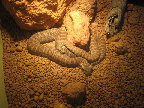 Armadale Reptile Centre - Hotel Gold Coast 1