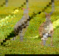 Bordertown Wildlife Park - Hotel Gold Coast