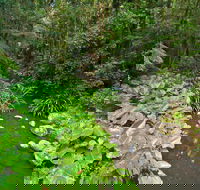 Brindle Creek Walking Track - Hotel Gold Coast