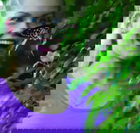 Coffs Harbour Butterfly House - Hotel Gold Coast