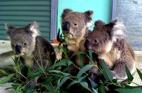 Cohunu Koala Park - Hotel Gold Coast 0