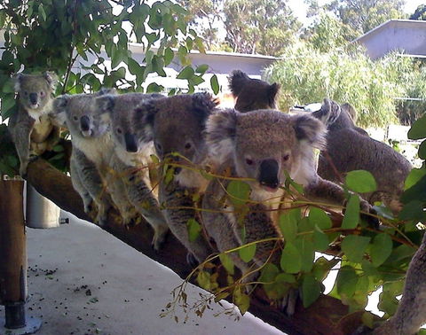 Cohunu Koala Park - Hotel Gold Coast 1