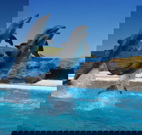 Dolphin Marine Conservation Park - Hotel Gold Coast