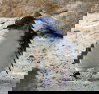 Granite Island Nature Park - Guided Penguin Tours - Hotel Gold Coast