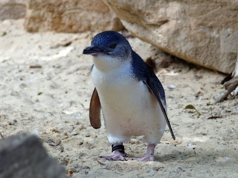 Granite Island Nature Park - Guided Penguin Tours - Hotel Gold Coast 0