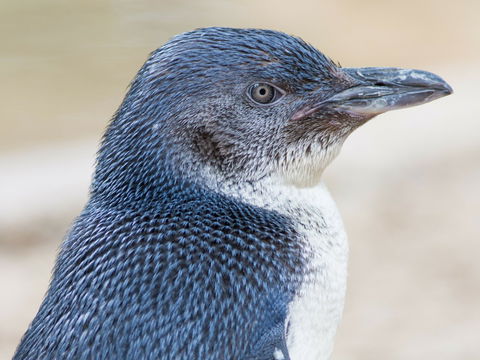 Granite Island Nature Park - Guided Penguin Tours - Hotel Gold Coast 1