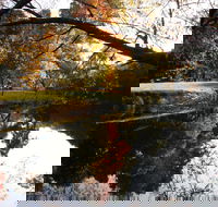 Jamieson Significant Trees - Hotel Gold Coast