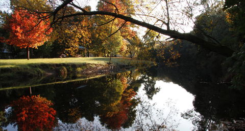 Jamieson Significant Trees - Hotel Gold Coast 0