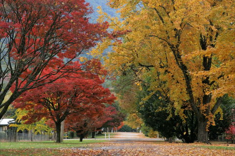 Jamieson Significant Trees - Hotel Gold Coast 2