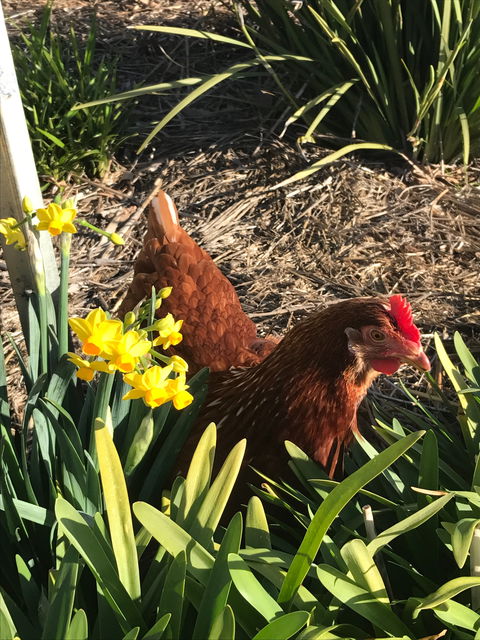 Lessismore Farm Afternoon Farmer - Hotel Gold Coast 2