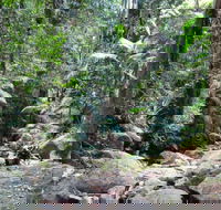 Lyrebird track - Hotel Gold Coast