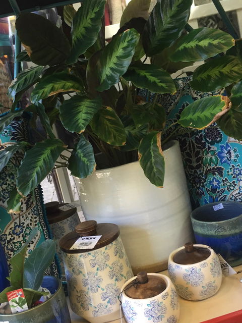 Noreen's Seaside Shop - Hotel Gold Coast 0