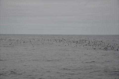 Settlement Point Viewing Platform - Hotel Gold Coast 1
