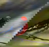 Weddin Bird Trails - Hotel Gold Coast