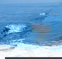 Wild Dolphin Watching - Hotel Gold Coast