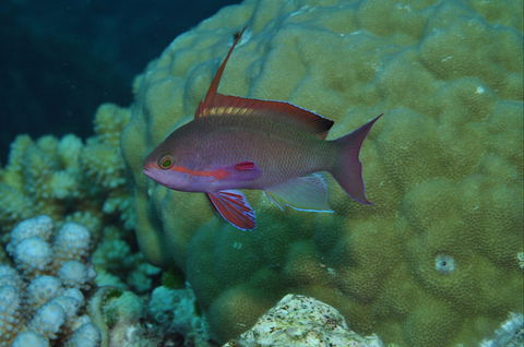 Around The Bend Dive Site - Hotel Gold Coast 1
