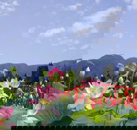 Blue Lotus Water Garden - Hotel Gold Coast