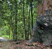 Blue Gum loop trail - Hotel Gold Coast