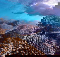 Complete Ningaloo Reef Experience - Hotel Gold Coast