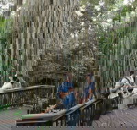 Curtain Fig Tree Yungaburra - Hotel Gold Coast