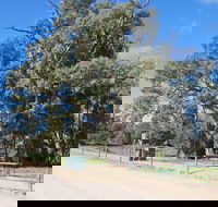 Giant Gum Tree - Hotel Gold Coast