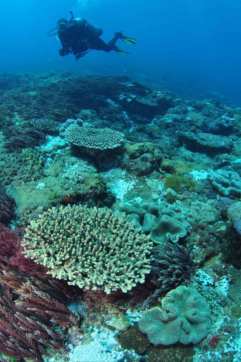 Hanging Rock Dive Site - Hotel Gold Coast 0