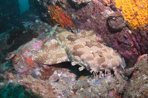 Hanging Rock Dive Site - Hotel Gold Coast 1