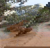 Karlkurla Bushland Park - Hotel Gold Coast